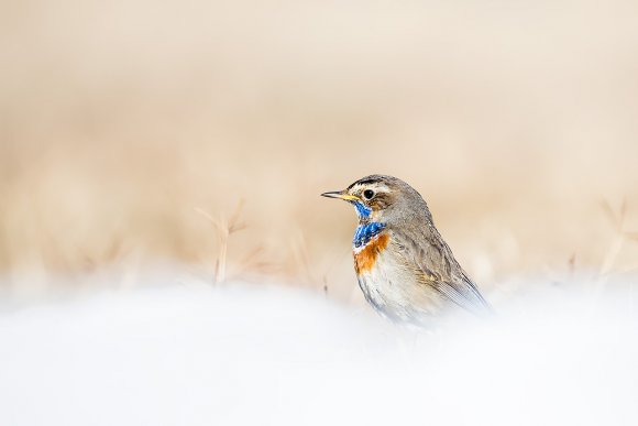 Pettazzurro - Bluethroat (Luscinia svecica)