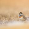 Pettazzurro - Bluethroat (Luscinia svecica)