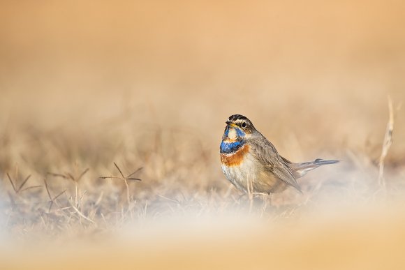 Pettazzurro - Bluethroat (Luscinia svecica)