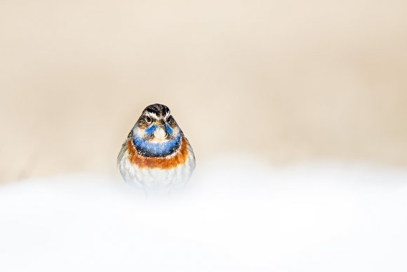 Pettazzurro - Bluethroat (Luscinia svecica)