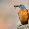 Codirossone - Common Rock Thrush (Monticola saxatilis)