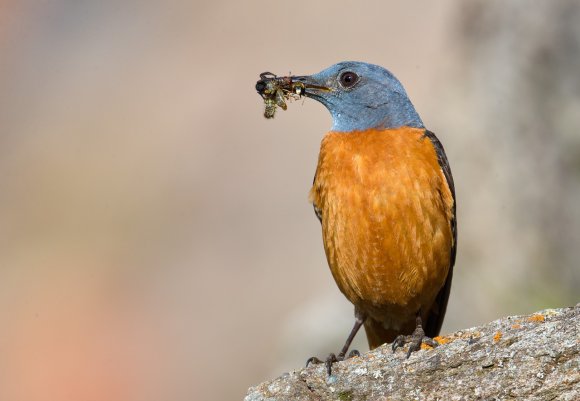 Codirossone - Common Rock Thrush (Monticola saxatilis)