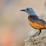 Codirossone - Common Rock Thrush (Monticola saxatilis)