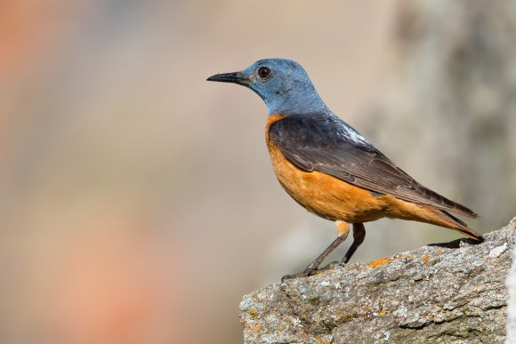 Codirossone - Common Rock Thrush (Monticola saxatilis)