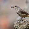 Codirossone - Common Rock Thrush (Monticola saxatilis)