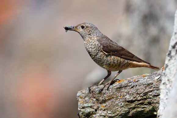 Codirossone - Common Rock Thrush (Monticola saxatilis)