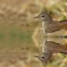 Codirosso - Common redstart