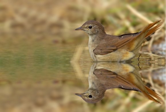 Codirosso - Common redstart