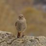 Codirosso spazzacamino - Black Redstart (Phoenicurus ochruros)