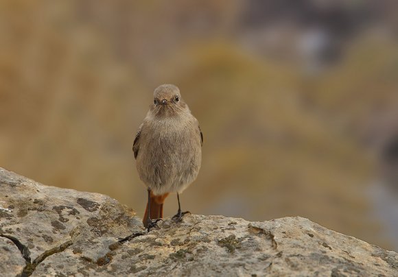 Codirosso spazzacamino - Black Redstart (Phoenicurus ochruros)