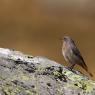 Codirosso spazzacamino - Black Redstart (Phoenicurus ochruros)