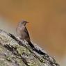 Codirosso spazzacamino - Black Redstart (Phoenicurus ochruros)