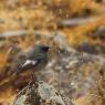 Codirosso spazzacamino - Black Redstart (Phoenicurus ochruros)