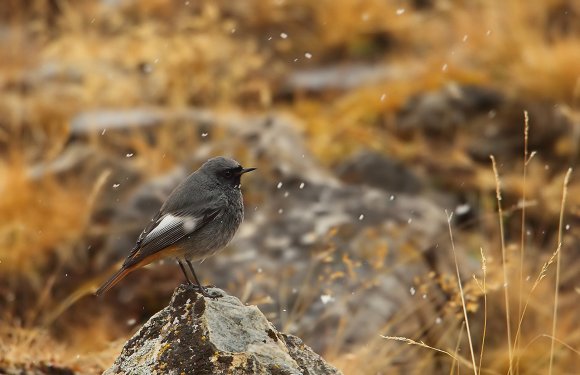 Codirosso spazzacamino - Black Redstart (Phoenicurus ochruros)