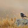 Codirosso spazzacamino - Black Redstart (Phoenicurus ochruros)