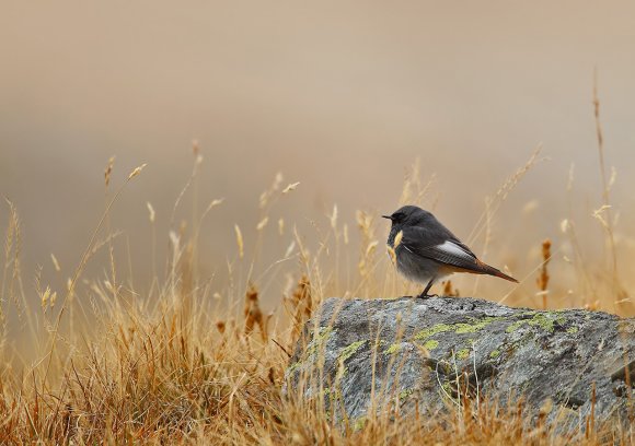 Codirosso spazzacamino - Black Redstart (Phoenicurus ochruros)