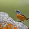 Codirossone - Common Rock Thrush (Monticola saxatilis)