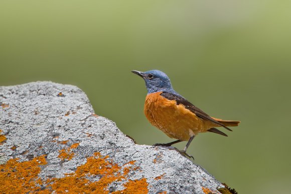 Codirossone - Common Rock Thrush (Monticola saxatilis)