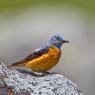 Codirossone - Common Rock Thrush (Monticola saxatilis)