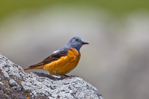 Codirossone - Common Rock Thrush (Monticola saxatilis)