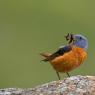 Codirossone - Common Rock Thrush (Monticola saxatilis)