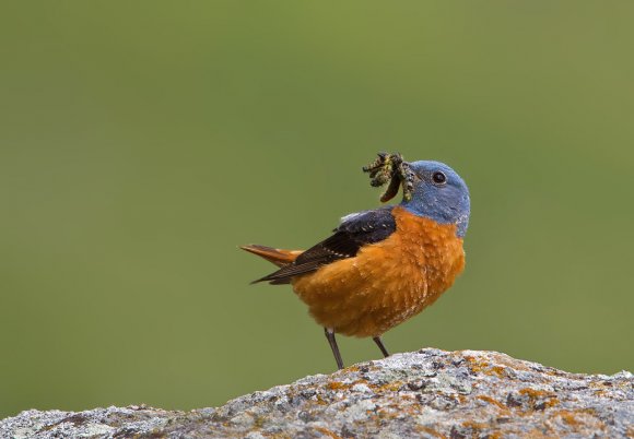 Codirossone - Common Rock Thrush (Monticola saxatilis)