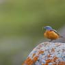 Codirossone - Common Rock Thrush (Monticola saxatilis)