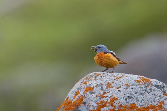 Codirossone - Common Rock Thrush (Monticola saxatilis)