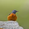 Codirossone - Common Rock Thrush (Monticola saxatilis)