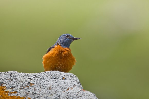 Codirossone - Common Rock Thrush (Monticola saxatilis)