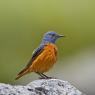 Codirossone - Common Rock Thrush (Monticola saxatilis)