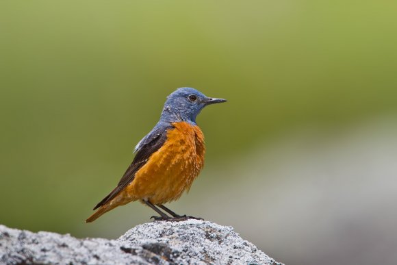 Codirossone - Common Rock Thrush (Monticola saxatilis)