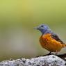 Codirossone - Common Rock Thrush (Monticola saxatilis)