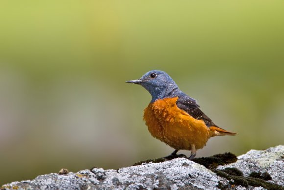 Codirossone - Common Rock Thrush (Monticola saxatilis)