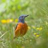 Codirossone - Common Rock Thrush (Monticola saxatilis)