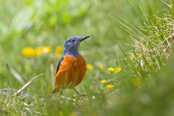 Codirossone - Common Rock Thrush (Monticola saxatilis)