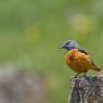 Codirossone - Common Rock Thrush (Monticola saxatilis)