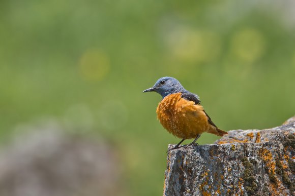 Codirossone - Common Rock Thrush (Monticola saxatilis)