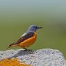 Codirossone - Common Rock Thrush (Monticola saxatilis)