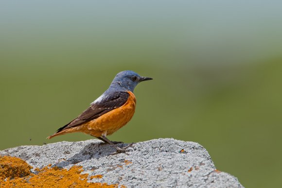 Codirossone - Common Rock Thrush (Monticola saxatilis)