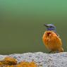 Codirossone - Common Rock Thrush (Monticola saxatilis)