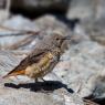 Codirossone - Common Rock Thrush (Monticola saxatilis)