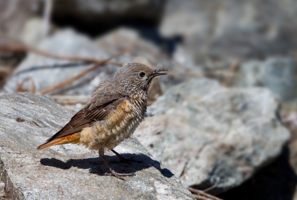 Codirossone - Common Rock Thrush (Monticola saxatilis)