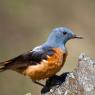 Codirossone - Common Rock Thrush (Monticola saxatilis)