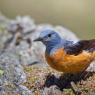 Codirossone - Common Rock Thrush (Monticola saxatilis)