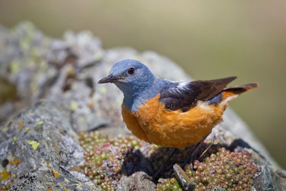 Codirossone - Common Rock Thrush (Monticola saxatilis)