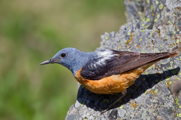 Codirossone - Common Rock Thrush (Monticola saxatilis)