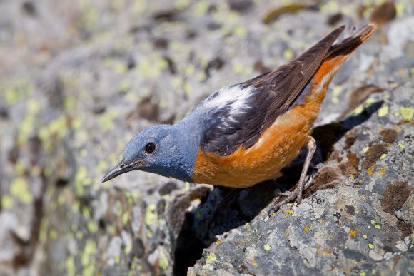 Codirossone - Common Rock Thrush (Monticola saxatilis)