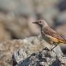 Codirossone - Common Rock Thrush (Monticola saxatilis)