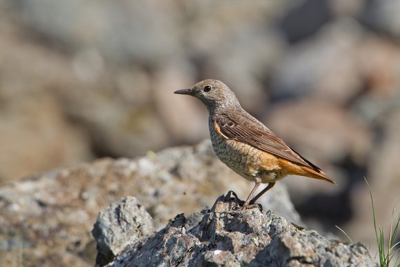 Codirossone - Common Rock Thrush (Monticola saxatilis)